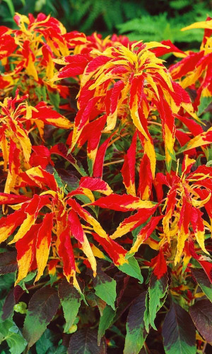 Амарант ИЛЛЮМИНАЦИЯ