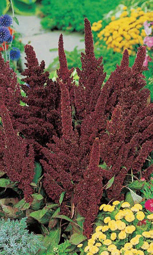 Амарант СКАЗОЧНЫЙ ЭЛЬФ