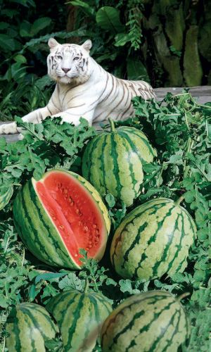 Арбуз БЕЛЫЙ ТИГР &mdash; Хорошо завязывает плоды! Мякоть ярко-розовая, сахаристая! Кожура тонкая и плотная!