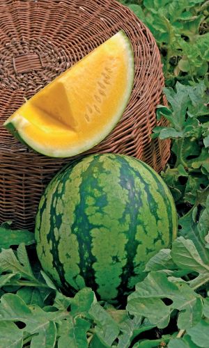 Арбуз ГЕРМАН F1