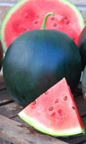 Арбуз СКОРОСПЕЛЫЙ САХАРНЫЙ