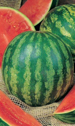 Арбуз СВЕРХРАННИЙ