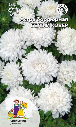 Астра БЕЛЫЙ КОВЁР &mdash; Бордюрный!