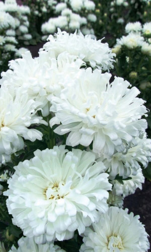 Астра БЕРЁЗКА &mdash; Обильноцветущая. Одновременно до 24 цветков на растении!