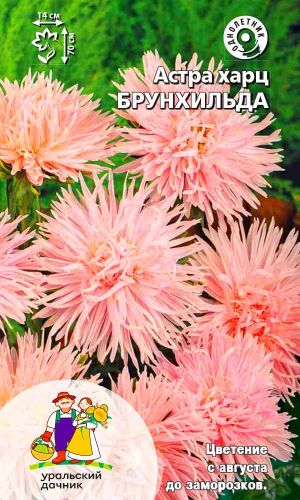 Астра БРУНХИЛЬДА