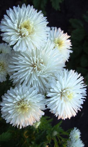 Астра КАТЕНЬКА