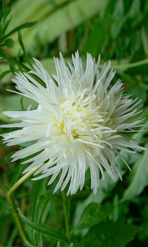 Астра КОМИЛЬФО — Игольчатая