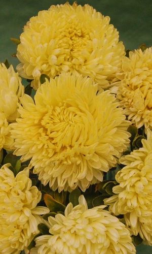 Астра КОРОЛЕВА ГИГАНТОВ В ЖЁЛТОМ — Пионовидная