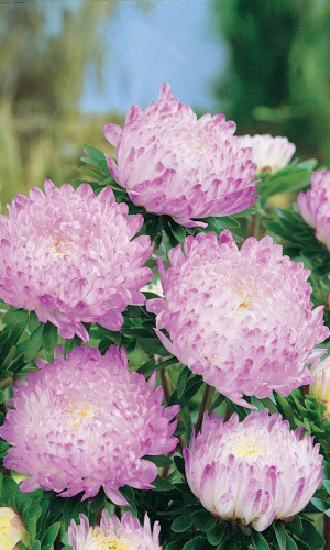 Астра КОРОЛЕВА В СЕРЕБРЕ