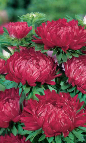 Астра КРАСНАЯ БАШНЯ (РОТЕР ТУРМ)