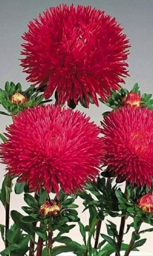 Астра КРАСНАЯ коготковая