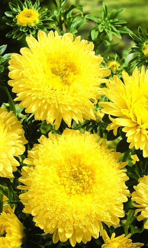 Астра ОЛИМПИЙСКОЕ ЗОЛОТО &mdash; Помпонная