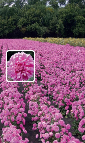 Астра РОЗОВАЯ РОССЫПЬ — Обильноцветущая. Одновременно до 40 цветков на растении!