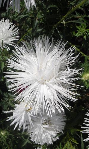 Астра СНЕГОПАД &mdash; Унилюкс