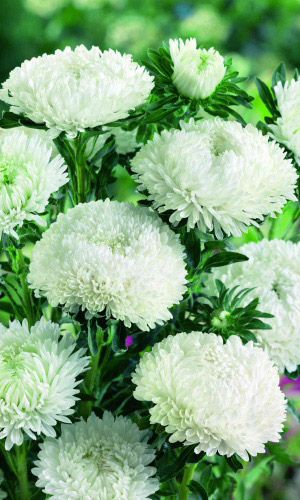 Астра СНЕЖНАЯ КРАСАВИЦА &mdash; Пионовидная