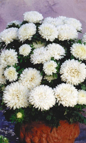 Астра СНЕЖОК