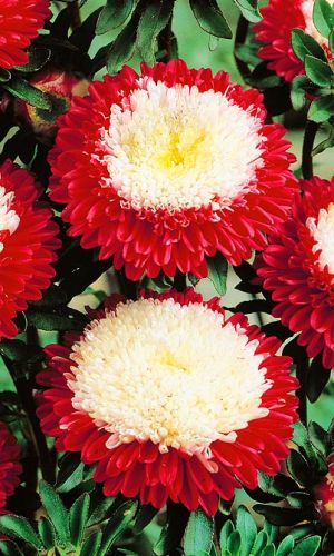 Астра ЗИМНЯЯ ВИШНЯ &mdash; Помпонная