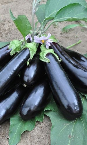 Баклажан АГАТ F1