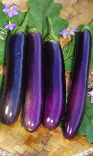 Баклажан ФИОЛЕТОВЫЙ ДЕЛИКАТЕСНЫЙ