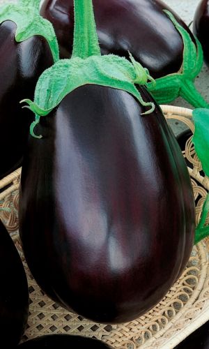 Баклажан РОБИН ГУД