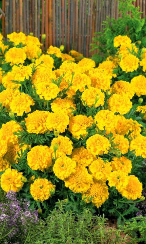 Бархатцы ДЖЕМ ЛИМОН