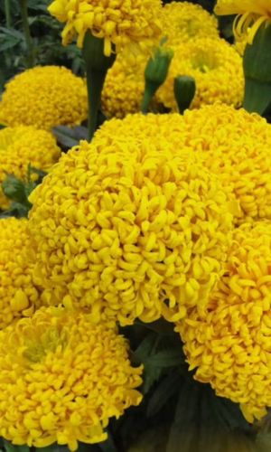 Бархатцы ГИЛЬБЕР ШТЕЙН