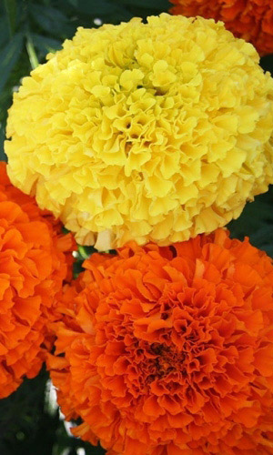 Бархатцы МАКСИМИКС