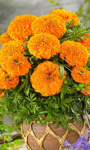 Бархатцы ПРИМА ГОЛЬД прямостоячие