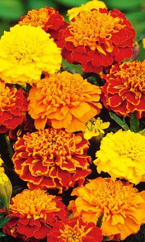 Бархатцы СОЛНЕЧНЫЕ ЗАЙЧИКИ