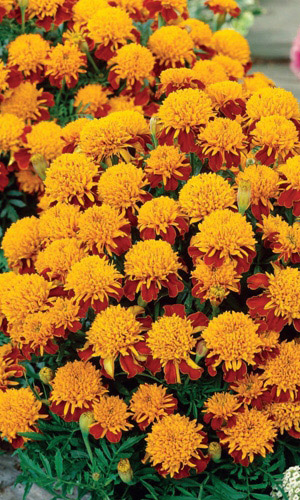 Бархатцы ЗОЛОТАЯ ГОЛОВКА