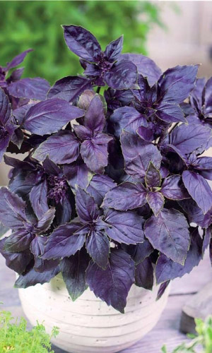 Базилик АРОМАТНЫЙ ГУЛЯШ