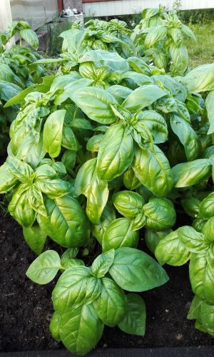 Базилик СИБИРСКИЙ КАРЛИК