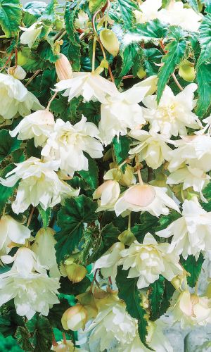 Бегония ампельная ШАНСОН БЕЛАЯ