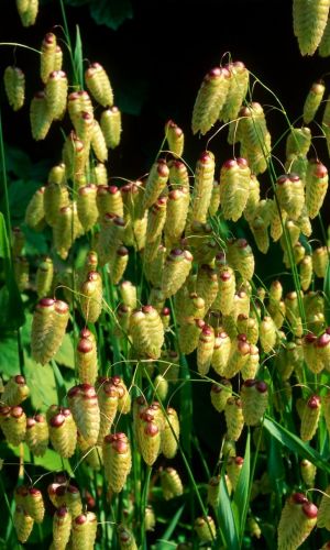 Бриза КУКУШКИНЫ СЛЁЗЫ