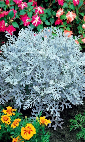 Цинерария АЛМАЗНАЯ ПУДРА