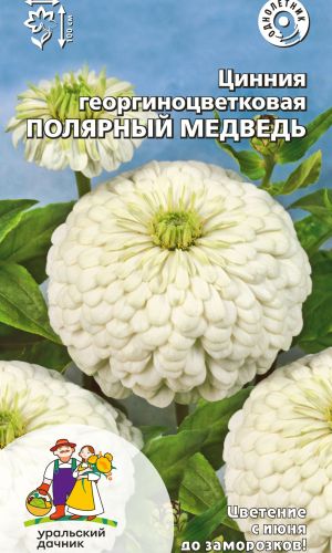 Цинния ПОЛЯРНЫЙ МЕДВЕДЬ георгиноцветковая
