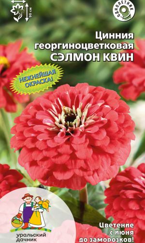 Цинния СЭЛМОН КВИН