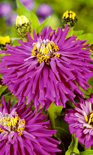 Цинния ЛИЛОВЫЙ ИМПЕРАТОР кактусовидная