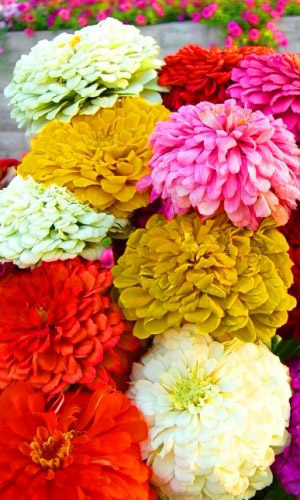 Цинния КАЛИФОРНИЙСКИЕ ГИГАНТЫ