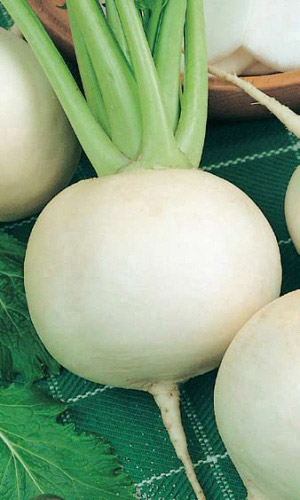 Дайкон САША