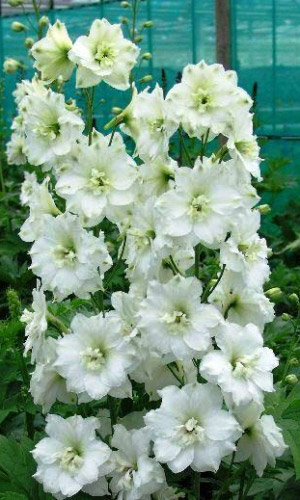 Дельфиниум БЕЛАЯ БАБОЧКА