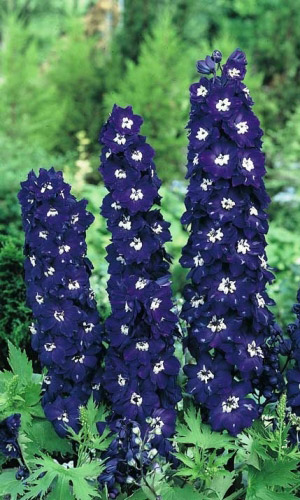 Дельфиниум ЧЁРНЫЙ РЫЦАРЬ