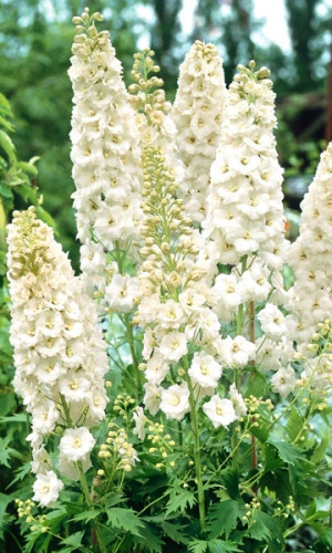 Дельфиниум ГАЛАХАД