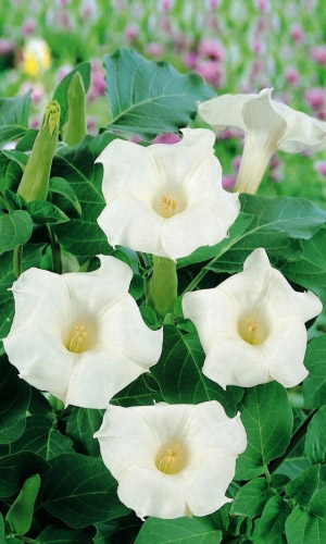 Дурман КАМЕННЫЙ ЦВЕТОК