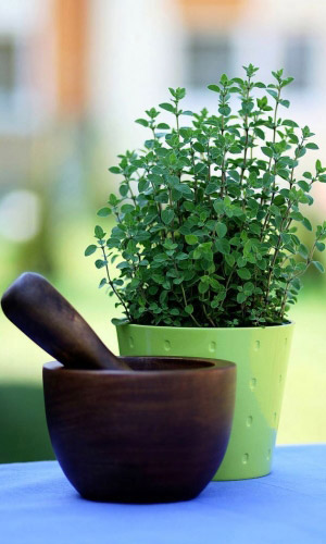 Душица (оригано) ХУТОРЯНКА &mdash; Необычайное сочетание аромата и целебных свойств! Отличная приправа!