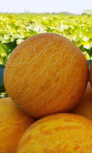 Дыня СОЛНЕЧНАЯ