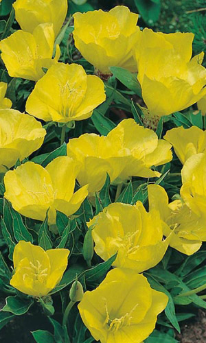 Энотера НОЧНАЯ СВЕЧА