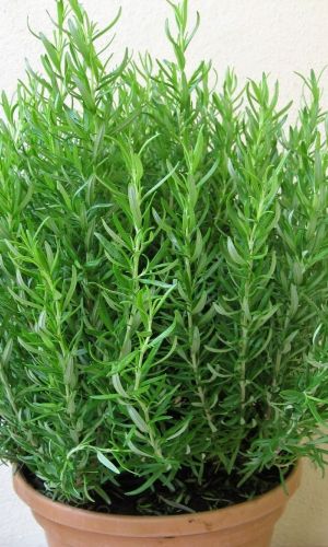 Эстрагон ГУДВИН &mdash; Богатый вкус и аромат!