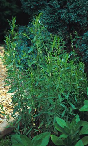 Эстрагон (тархун) ЗЕЛЁНЫЙ ДОЛ &mdash; Морозостойкий! Незаменимая приправа! Улучшает пищеварение! Можно выращивать дома!