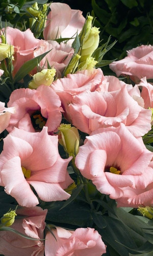 Эустома крупноцветковая СЮИТА РОЗОВАЯ